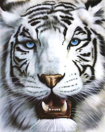 Tigre blanc-1